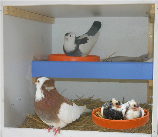 Position de la Ligue concernant les pigeons domestiques – Ligue