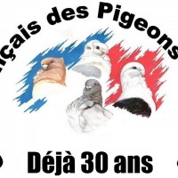 Club français des pigeons Cravatés – Saison 2017