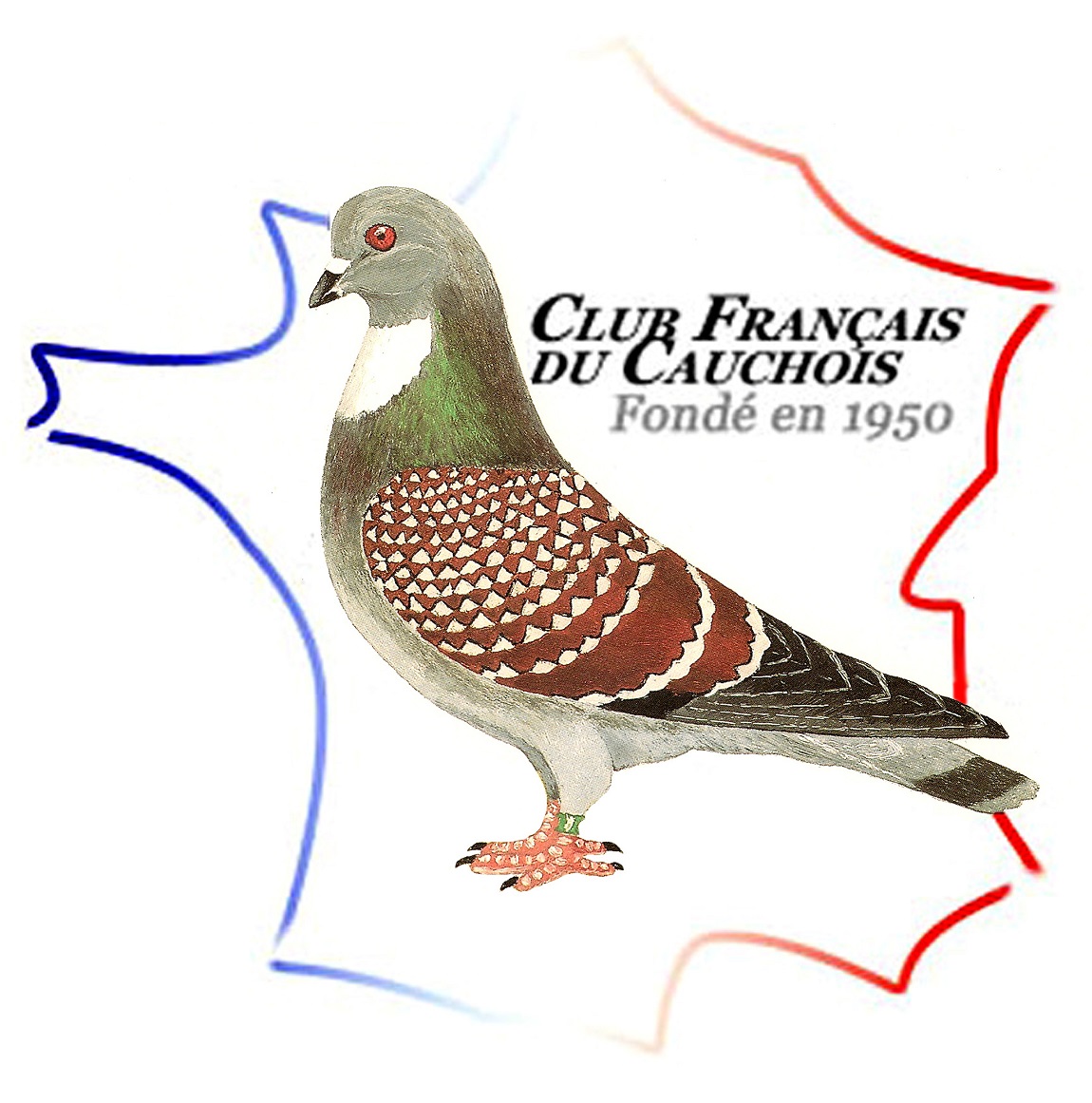 Les infos du Club du Cauchois