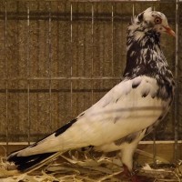 Journée technique chez les pigeons de races ibériques