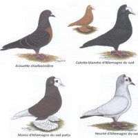 Le club français des pigeons de couleur est de retour sur Internet