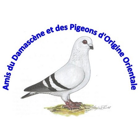 Nouvelles des Amis du Damascène et des Pigeons d’Origine Orientale
