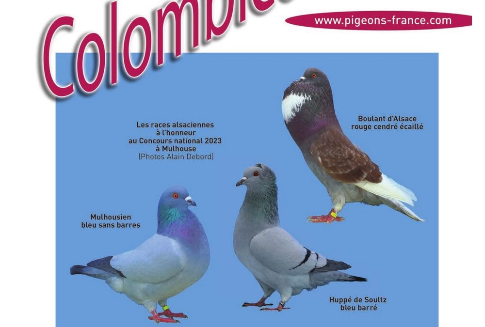 Colombiculture n°265 bientôt dans les boîtes aux lettres