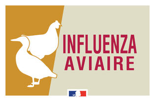 Influenza aviaire : risque élevé en France