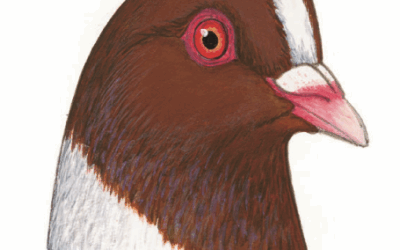 Le Kanik a trouvé son club